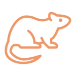 Rats / souris  </br>  