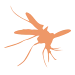 moustiques </br>  